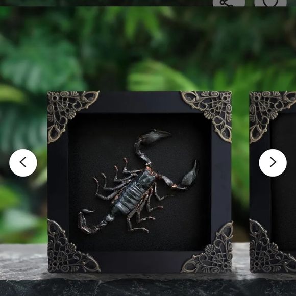2 Framed Scorpion & Blue Butterfly Insect Shadow Box Real - Picture 6 of 6